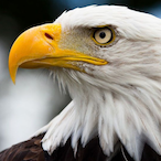 Eagle.Erzi's Avatar'
