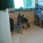 Captain_Jenks's Avatar