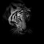 PR0ST.'s Avatar'