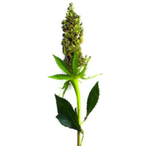 hackerwasea's Avatar