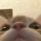 JIggleGoblin's Avatar'