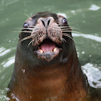 HappySeaLion23's Avatar'