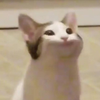 AZWSXED's Avatar'