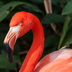 FlaminFlamingu's Avatar'