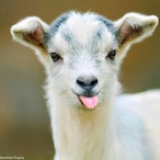 CSL-RogueGoat's Avatar'