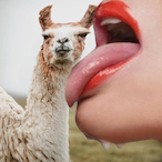 Llama-Lover's Avatar'