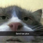 PEACHchamp's Avatar'