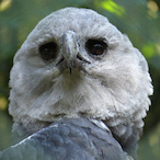 FuriousThunder's Avatar