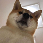 JustaPotatoChip's Avatar'