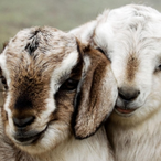 xXMelonChanXx's Avatar