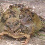 Froge3's Avatar'
