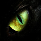 XaX...s's Avatar'