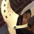 Moist_Muchacho's Avatar'