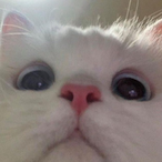 Altyuii's Avatar'
