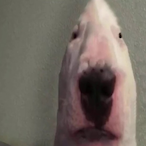 Mrgoon1556's Avatar'