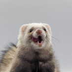 Magic__Ferret's Avatar'