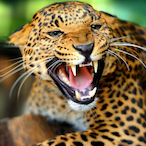 VelhoTavares's Avatar'