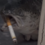 A_Smoking_Fish's Avatar'