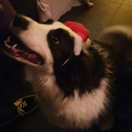 koningjason's Avatar'