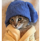 Narrenschiff's Avatar'