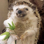 TTJuicerr7IsLob's Avatar'