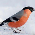 Norsk_Fugl's Avatar'