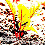 AngryChard's Avatar'