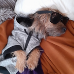 PoppyKibbles666's Avatar