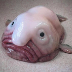 L0LL0causto-.-'s Avatar'