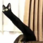 QTZMR's Avatar'
