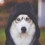 Husky._.BDS's Avatar'