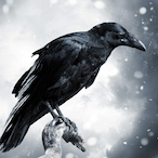 Quiet-Crow's Avatar'