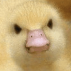 GrumpyDucks's Avatar'