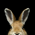 Nillkinson's Avatar'