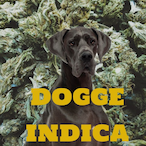 DoggeCerberus's Avatar'