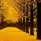 EunhengTree's Avatar'