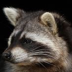 Radically_Racc's Avatar