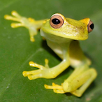 frogs4576's Avatar'