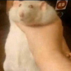 Goose__115's Avatar'
