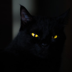 zZeNOS__'s Avatar'