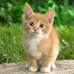 whiskers1327's Avatar'