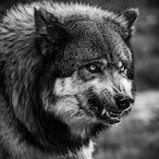 Zxuriia-_X's Avatar'