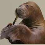 SaxaphoneWalrus's Avatar'