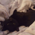 BloodBeautyx's Avatar'