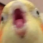 Courtepatte_'s Avatar'