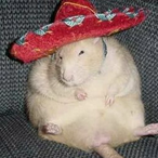bilge.rat's Avatar'