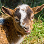 Cr4zyGoat's Avatar'