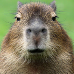 Capivara1's Avatar'