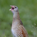 C0RNCRAKE's Avatar'