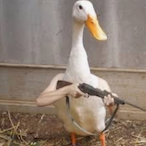 ADuckWithAGun20's Avatar'